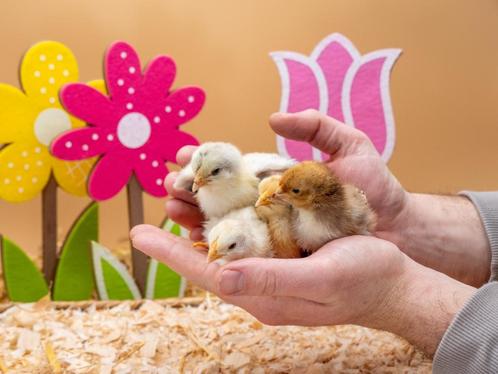 Wyandotte groot kuikens, gesekst en ingeënt, Dieren en Toebehoren, Pluimvee, Kip, Vrouwelijk