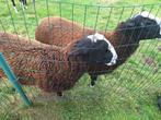 Zwartbles bok lammers te koop, Dieren en Toebehoren, Mannelijk, Schaap, 0 tot 2 jaar