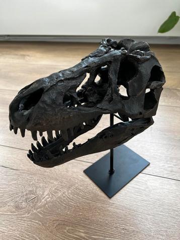 T-Rex Schedel 1/10 Schaal Model disponible aux enchères