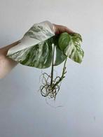Monstera Deliciosa Variegata nr6, Huis en Inrichting, Kamerplanten, Ophalen of Verzenden
