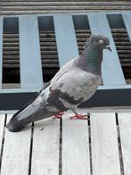 Heel mooi duiven te koop hoogvliegers, Dieren en Toebehoren