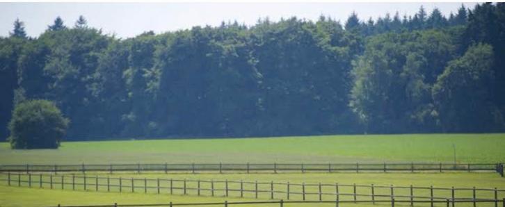 Opzoek naar een weide, Animaux & Accessoires, Chevaux, Jument