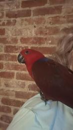 Edel papegaai, Dieren en Toebehoren, Papegaai