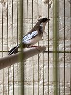 Japanse meeuwen, Animaux & Accessoires, Oiseaux | Oiseaux Autre, Oiseau tropical, Plusieurs animaux