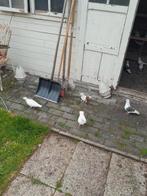 Sierduiven, Dieren en Toebehoren