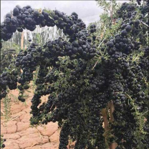 Goijbes zwarte vruchten een exclusieve plant vol vitaminen, Jardin & Terrasse, Plantes | Jardin, Plante fixe, Plantes fruitières