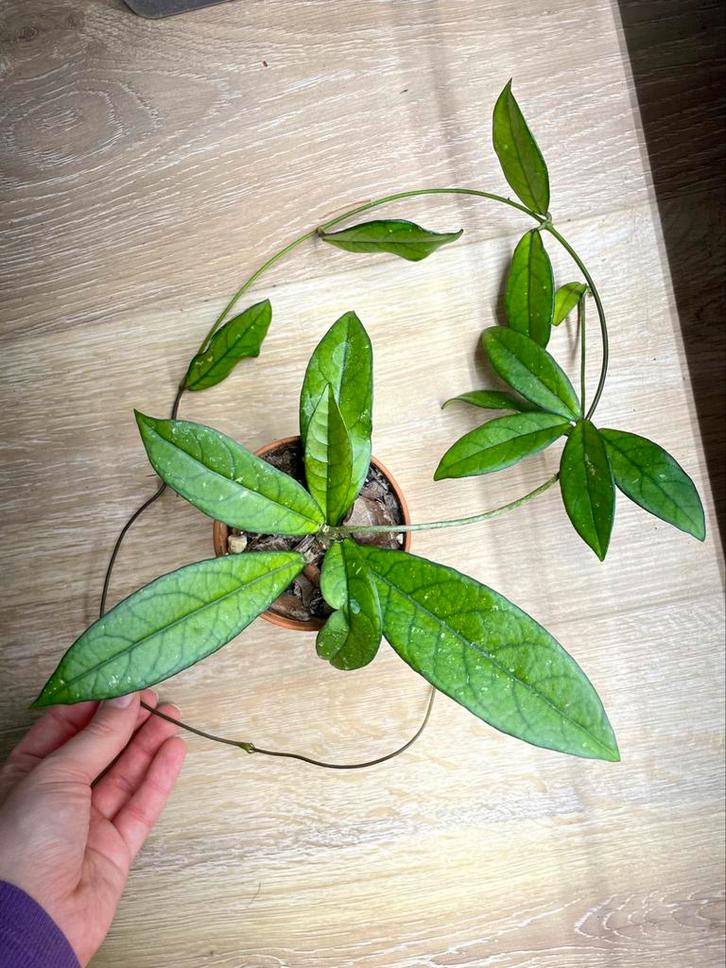 Hoya crassipetiolata, Huis en Inrichting, Kamerplanten, Ophalen of Verzenden