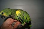 HAND TAMME AMAZONE, Dieren en Toebehoren, Vogels | Parkieten en Papegaaien, Papegaai, Geringd