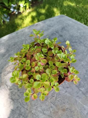 Sedum  beschikbaar voor biedingen