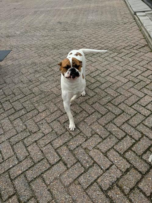 Amerikaanse bulldog reu   Geb 10-11-2023, Dieren en Toebehoren, Honden | Bulldogs, Pinschers en Molossers, Reu, Bulldog, Fokker | Hobbymatig