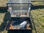 2 cages lapins avec les 2, Ophalen, Gebruikt, Kooi