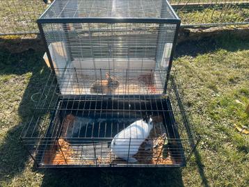 2 cages lapins avec les 2 beschikbaar voor biedingen