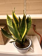 Sanseveria met pot, Enlèvement