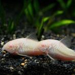 Hobbyaquarium Corydoras Albino, Vis, Zoetwatervis, Schoolvis