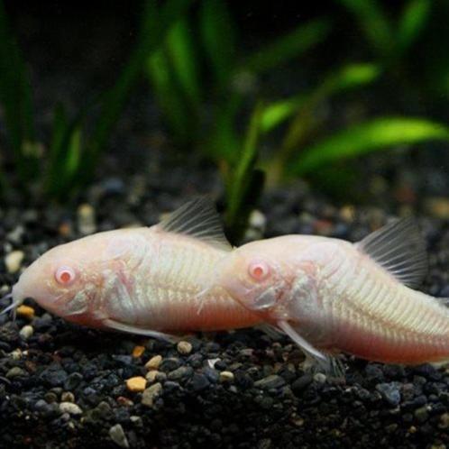 Hobbyaquarium Corydoras Albino, Dieren en Toebehoren, Vissen | Aquariumvissen, Zoetwatervis, Vis, Schoolvis
