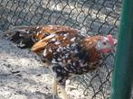 jonge hanen leghorn porselein, Dieren en Toebehoren, Pluimvee, Kip