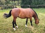 2,5 jarige Freiberger/Franches Montagne merrie., Merrie, Minder dan 160 cm, Gechipt, 0 tot 2 jaar