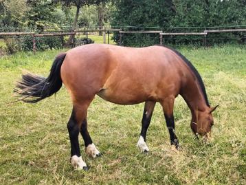2,5 jarige Freiberger/Franches Montagne merrie.  beschikbaar voor biedingen