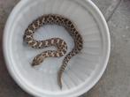 Haakneus axanthic het albino 2.0 2024 nakweek, Dieren en Toebehoren, Reptielen en Amfibieën
