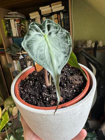 Alocasia ‘Venom’  beschikbaar voor biedingen