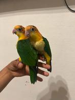 Roestkop caiue handtam, Dieren en Toebehoren, Vrouwelijk, Papegaai, Tam