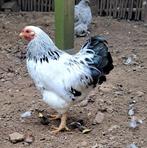 Wyandotte kriel haantje, Dieren en Toebehoren, Pluimvee, Mannelijk, Kip