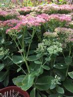 Sedum, Tuin en Terras, Planten | Tuinplanten, Ophalen