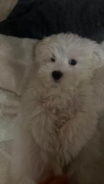 witte maltezer puppy, Maltezer, Reu, 8 tot 15 weken, Eén hond