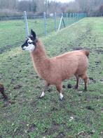 Lama  hengstje bij ninove  9401, Boeken, Dieren en Huisdieren, Ophalen