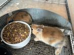 Koppel dwerg konijn eerst het mannetje daarna het vrouwtje, Dieren en Toebehoren, Konijnen