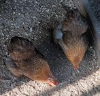 Cochin kriel hennen, Dieren en Toebehoren, Pluimvee, Vrouwelijk, Kip