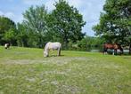 1 plekje vrij op paddock paradise, Dieren en Toebehoren, Paarden