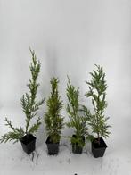 Leylandii (conifeer/haagplant), Tuin en Terras, Ophalen, Conifeer, Haag