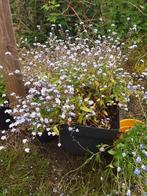 Plein de Myosotis vendus sans les pots., Jardin & Terrasse, Enlèvement ou Envoi