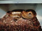 2.0 ball python papa en zoon, Slang, Tam, 3 tot 6 jaar