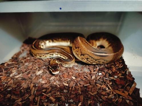 2.0 ball python papa en zoon, Dieren en Toebehoren, Reptielen en Amfibieën, Slang, 3 tot 6 jaar, Tam