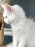 Schitterend Witte Maine Coon Poes met stamboom!, Poes, Gechipt, 0 tot 2 jaar