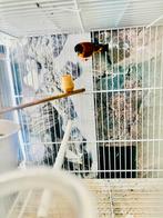 Tarin rouge, Ophalen of Verzenden