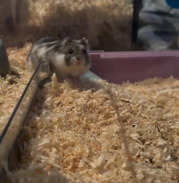 hamster + kooi te koop beschikbaar voor biedingen