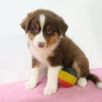 Australische herder pups, Belgische pups te koop, CDV (hondenziekte), Meerdere, 8 tot 15 weken, Meerdere dieren