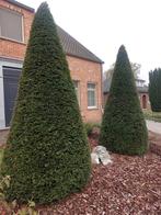 taxus kegel, Tuin en Terras, Ophalen, Taxus, Struik, 250 cm of meer