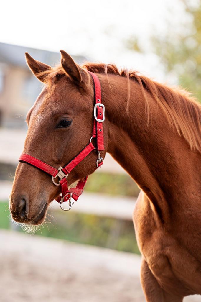 Quater hengst met aqha papier, Dieren en Toebehoren, Paarden, Hengst, Onbeleerd, Minder dan 160 cm, 0 tot 2 jaar, Westernpaard