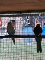 Rosella parkieten, Dieren en Toebehoren, Vogels | Parkieten en Papegaaien