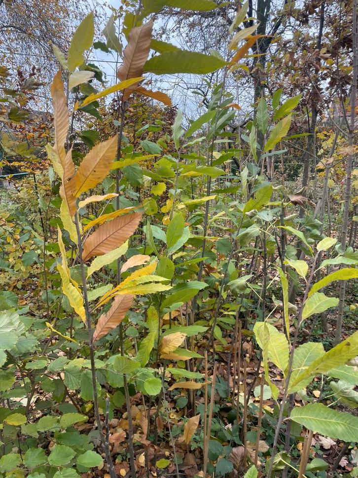 Tamme Kastanje, Jardin & Terrasse, Plantes | Arbres, Enlèvement