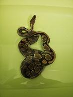 Python regius Classique 100% het. Pied, Serpent, Domestique, 11 ans ou plus