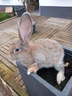 Mooie jonge vrouwelijke Vlaamse reus, Dieren en Toebehoren
