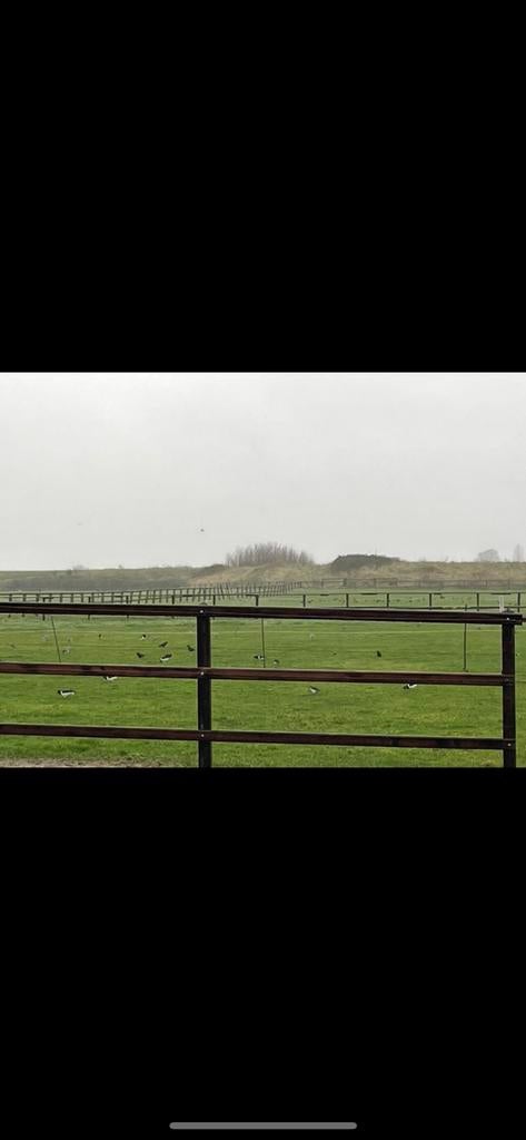 Omheining 3 liggers-ca 100m, Weidegang