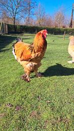 Brahma groothoender haan, Dieren en Toebehoren