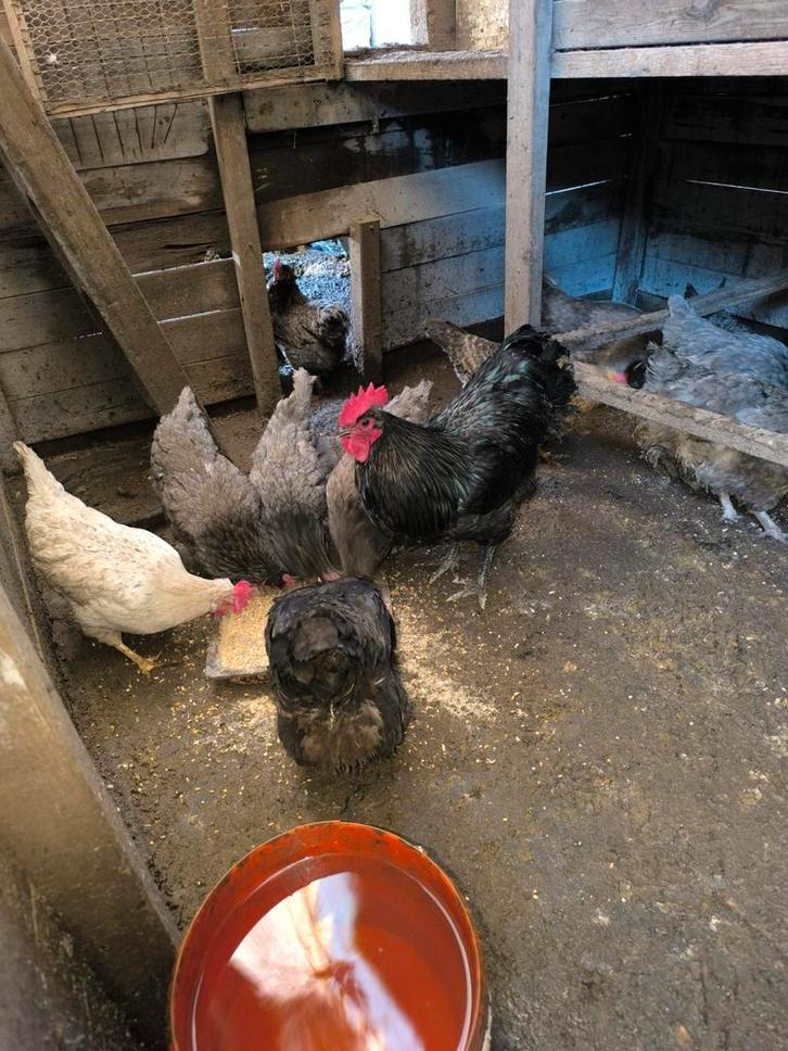 Austra White broedeieren, Animaux & Accessoires, Volatiles