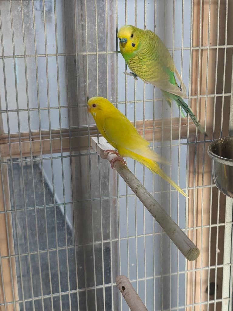 Koppel grasparkieten te koop, Animaux & Accessoires, Oiseaux | Perruches & Perroquets, Perruche, Plusieurs animaux